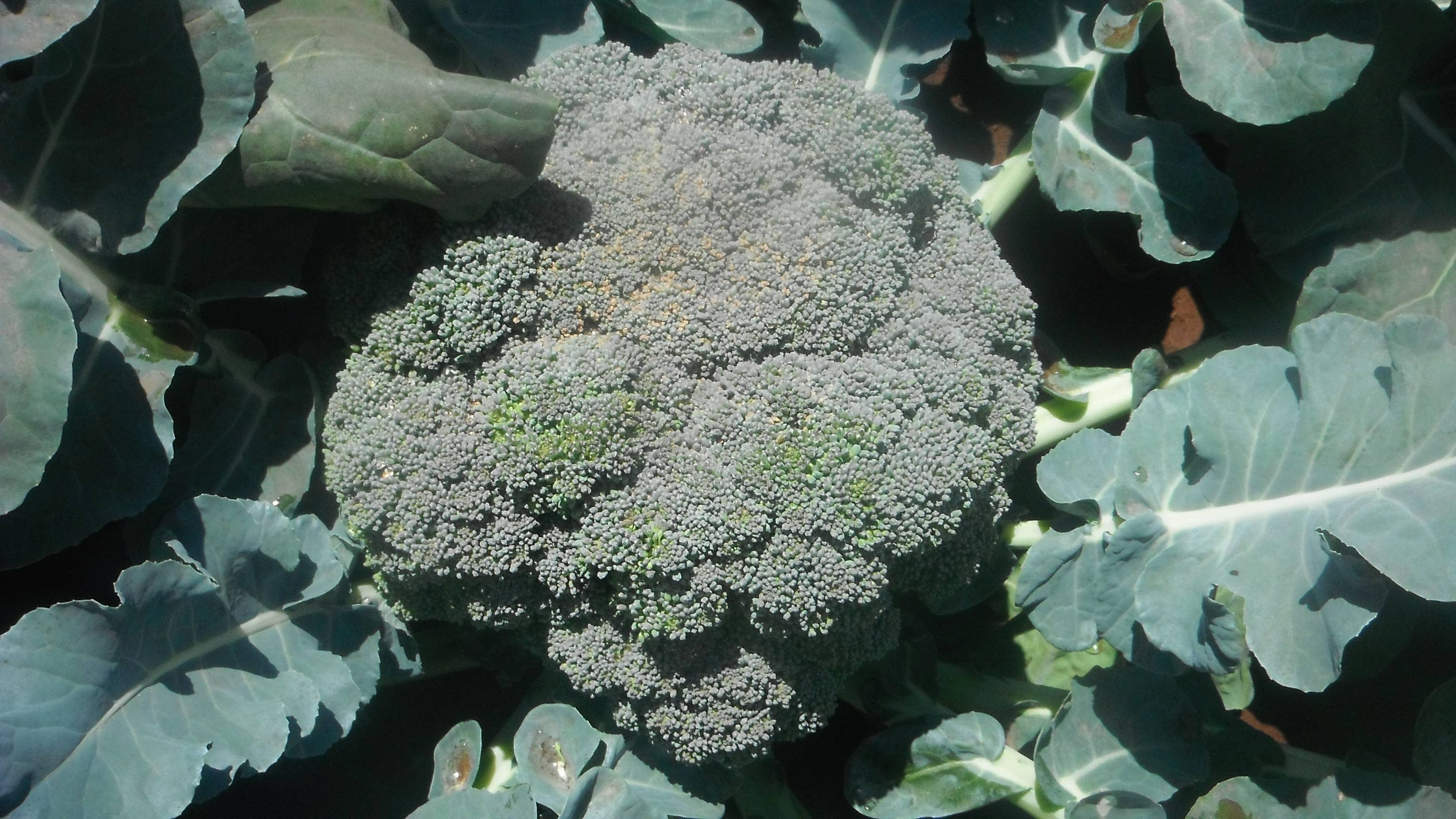 Brocolli CONDE F1 - 10 Grams