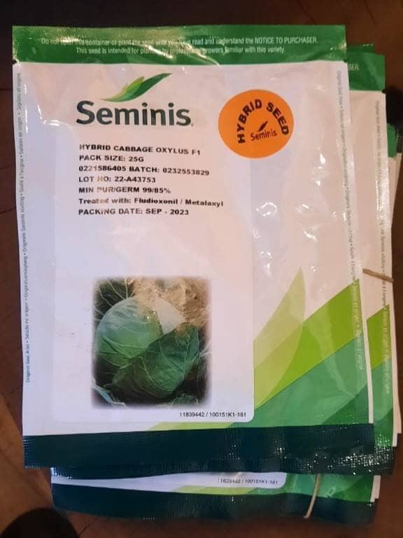 Oxylus F1 Cabbage 25 Grams