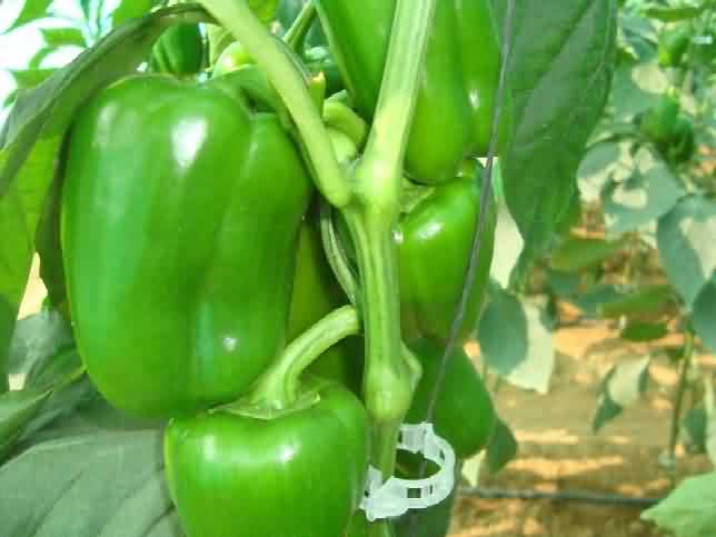 Pepper Evergreen (Top 168) 500 Seeds
