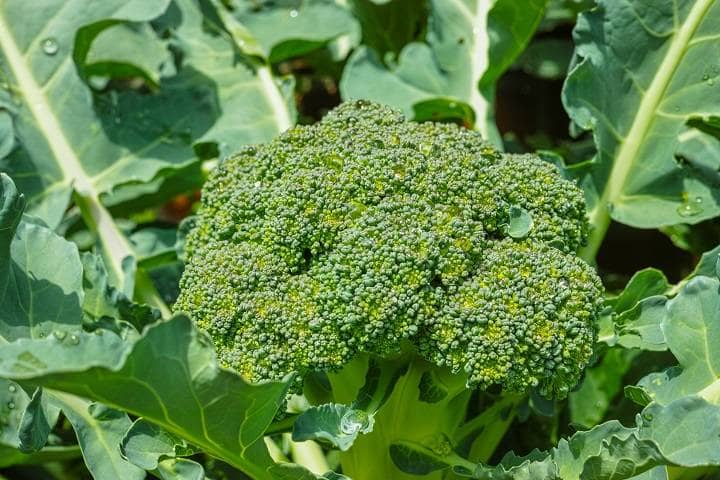 Brocolli Shirley F1 - 5 Grams