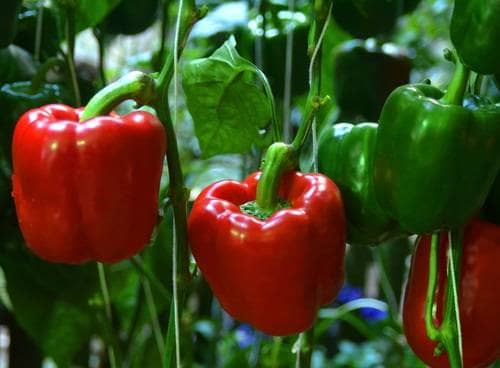 Pepper F1 Hyb Douple Up