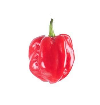 Super Habanero F1- 1000 seeds (Amiran)
