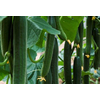 Cucumber Centinela F1