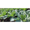 Collard Top Bunch
