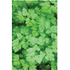 Chervil Massa