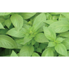 Basil Aroma 2