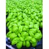 Herb Basil Emily