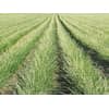Chives Naomy F1 - 1.348Kg