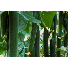 Cucumber Centinela F1