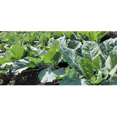 Collard Top Bunch
