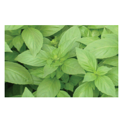 Basil Aroma 2