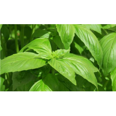 Basil Prospera
