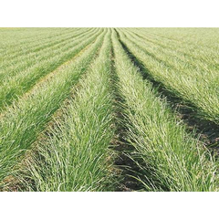Chives Naomy F1 - 1.348Kg