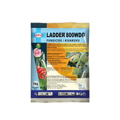 Ladder 80WG - 1Kg