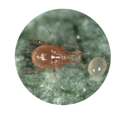 Real Phytoseiulus - 1,000 Insects