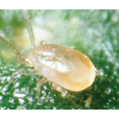 Real Cucumeris