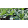 Collard Top Bunch