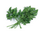 Parsley Smooth
