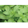 Basil Aroma 2