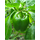 Pepper California Wonder (Safari seed)