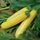 Squash Yellow F1