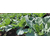 Collard Top Bunch