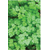 Chervil Massa