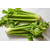 Celery