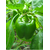 Pepper California Wonder (Safari seed)