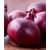 Onion Red Creole (Safari Seeds)