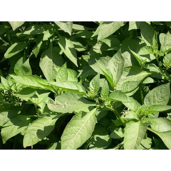 Black Night Shade | Agroduka Limited