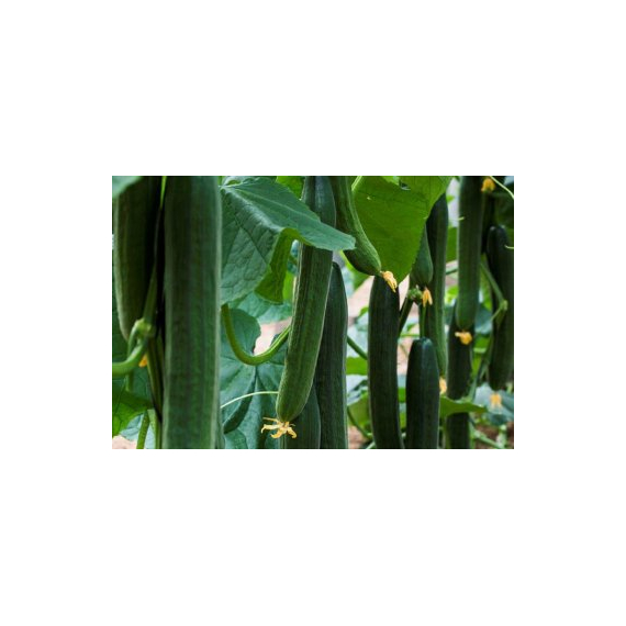 Cucumber Centinela F1