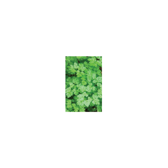 Chervil Massa