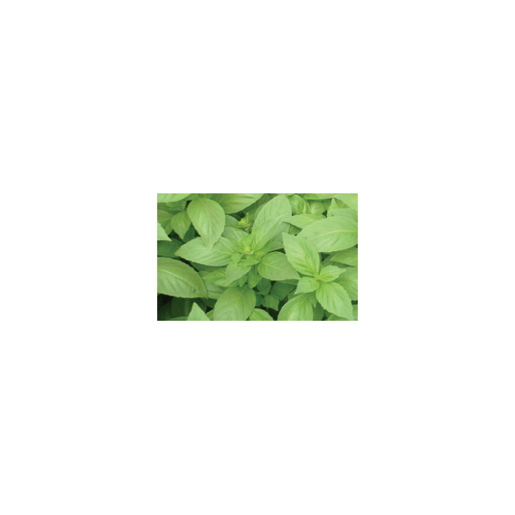 Basil Aroma 2