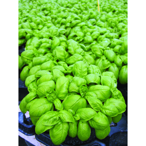 Herb Basil Emily