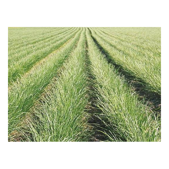 Chives Naomy F1 - 1.348Kg