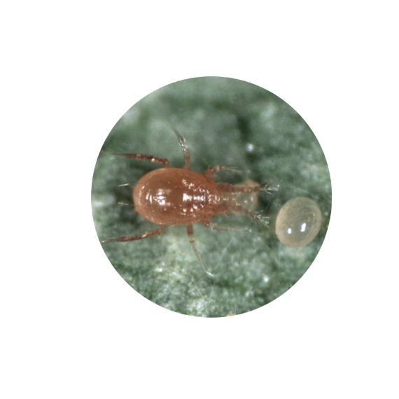 Real Phytoseiulus - 1,000 Insects