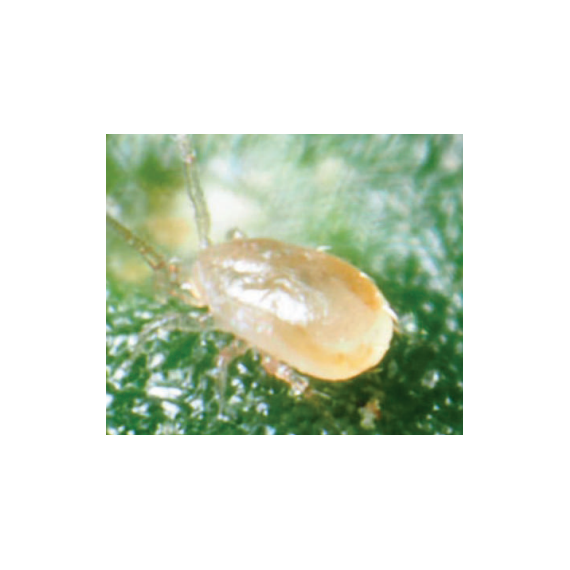 Real Cucumeris